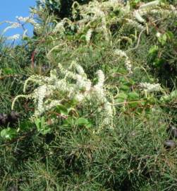 Fotografia da espécie Anredera cordifolia