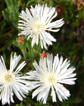 Fotografia 8 da espécie Drosanthemum floribundum no Jardim Botânico UTAD