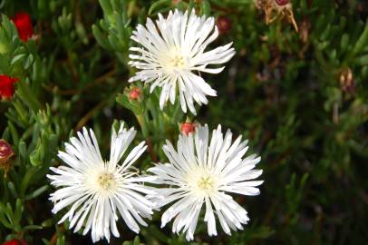 Fotografia da espécie Drosanthemum floribundum