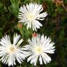 Fotografia 8 da espécie Drosanthemum floribundum do Jardim Botânico UTAD