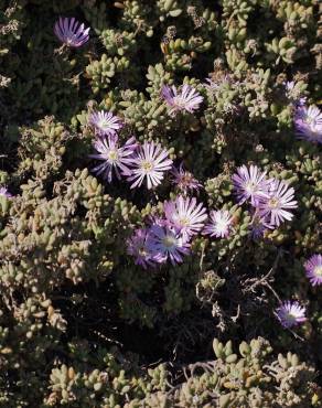 Fotografia 9 da espécie Drosanthemum floribundum no Jardim Botânico UTAD