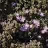 Fotografia 9 da espécie Drosanthemum floribundum do Jardim Botânico UTAD
