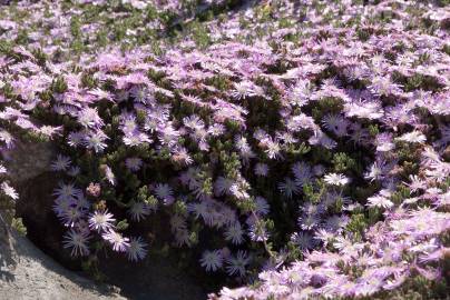 Fotografia da espécie Drosanthemum floribundum