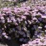 Fotografia 10 da espécie Drosanthemum floribundum do Jardim Botânico UTAD