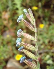 Silene nocturna