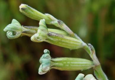 Fotografia da espécie Silene nocturna