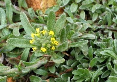 Fotografia da espécie Alyssum granatense