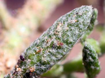 Fotografia da espécie Alyssum granatense