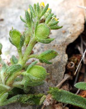 Fotografia 12 da espécie Alyssum granatense no Jardim Botânico UTAD