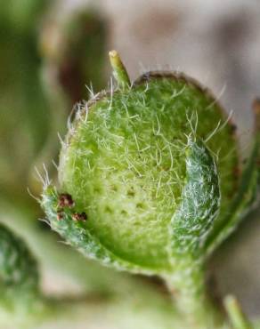 Fotografia 13 da espécie Alyssum granatense no Jardim Botânico UTAD