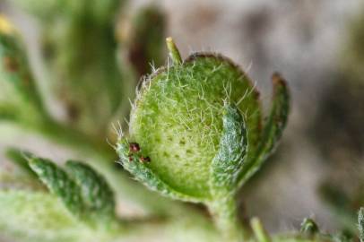 Fotografia da espécie Alyssum granatense