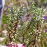 Fotografia 15 da espécie Alyssum granatense do Jardim Botânico UTAD