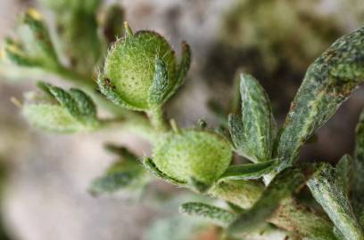 Fotografia da espécie Alyssum granatense
