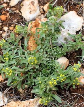 Fotografia 19 da espécie Alyssum granatense no Jardim Botânico UTAD