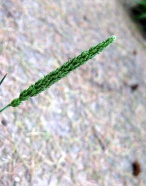 Fotografia 5 da espécie Koeleria crassipes no Jardim Botânico UTAD