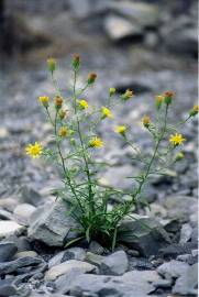 Fotografia da espécie Jasonia tuberosa