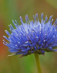 Jasione sessiliflora