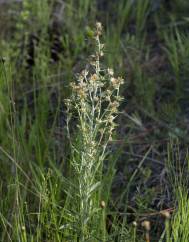 Gamochaeta simplicicaulis