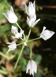 Fotografia da espécie Allium massaessylum