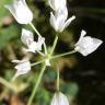 Fotografia 6 da espécie Allium massaessylum do Jardim Botânico UTAD