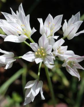 Fotografia 7 da espécie Allium massaessylum no Jardim Botânico UTAD