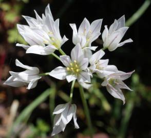 Fotografia da espécie Allium massaessylum