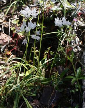 Fotografia 9 da espécie Allium massaessylum no Jardim Botânico UTAD