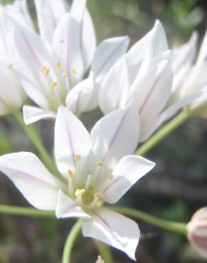 Fotografia 10 da espécie Allium massaessylum no Jardim Botânico UTAD