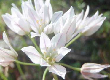 Fotografia da espécie Allium massaessylum