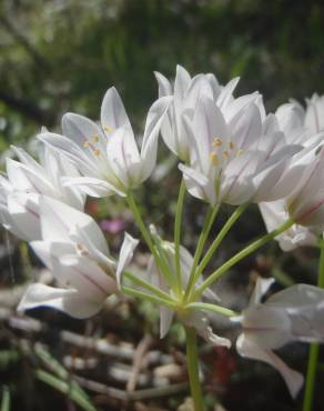 Fotografia 11 da espécie Allium massaessylum no Jardim Botânico UTAD