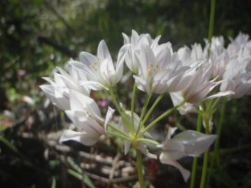 Fotografia da espécie Allium massaessylum