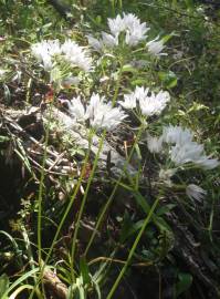 Fotografia da espécie Allium massaessylum