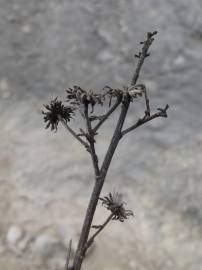 Fotografia da espécie Jasonia tuberosa