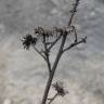 Fotografia 5 da espécie Jasonia tuberosa do Jardim Botânico UTAD