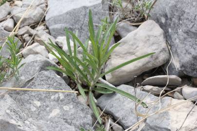 Fotografia da espécie Jasonia tuberosa