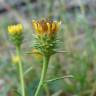 Fotografia 8 da espécie Jasonia tuberosa do Jardim Botânico UTAD