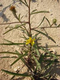 Fotografia da espécie Jasonia tuberosa