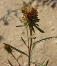 Fotografia da espécie Jasonia tuberosa