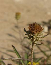 Fotografia da espécie Jasonia tuberosa