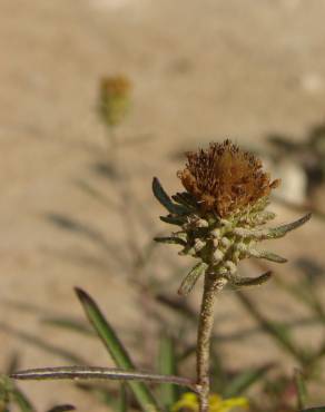 Fotografia 11 da espécie Jasonia tuberosa no Jardim Botânico UTAD