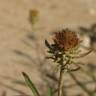 Fotografia 11 da espécie Jasonia tuberosa do Jardim Botânico UTAD