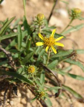 Fotografia 12 da espécie Jasonia tuberosa no Jardim Botânico UTAD