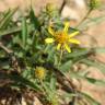 Fotografia 12 da espécie Jasonia tuberosa do Jardim Botânico UTAD