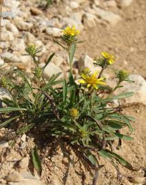 Fotografia da espécie Jasonia tuberosa