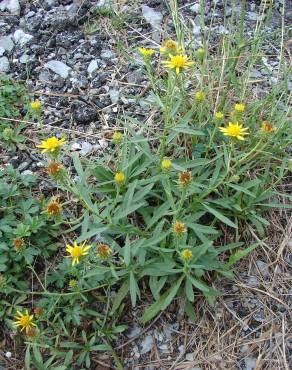 Fotografia 14 da espécie Jasonia tuberosa no Jardim Botânico UTAD