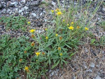 Fotografia da espécie Jasonia tuberosa