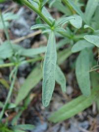 Fotografia da espécie Jasonia tuberosa