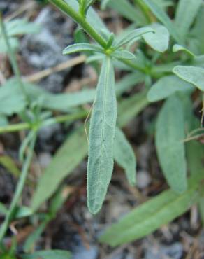 Fotografia 15 da espécie Jasonia tuberosa no Jardim Botânico UTAD