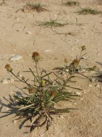 Fotografia da espécie Jasonia tuberosa