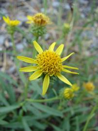 Fotografia da espécie Jasonia tuberosa